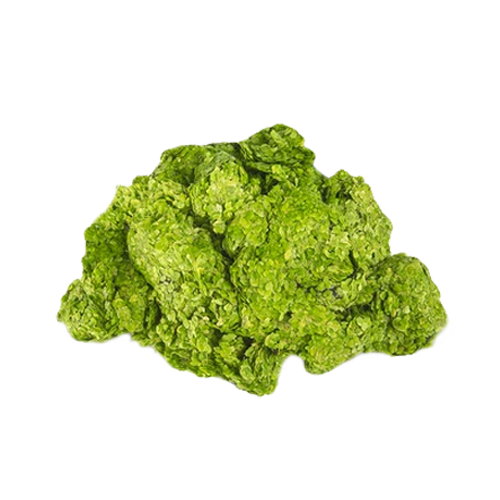 Duck Weed