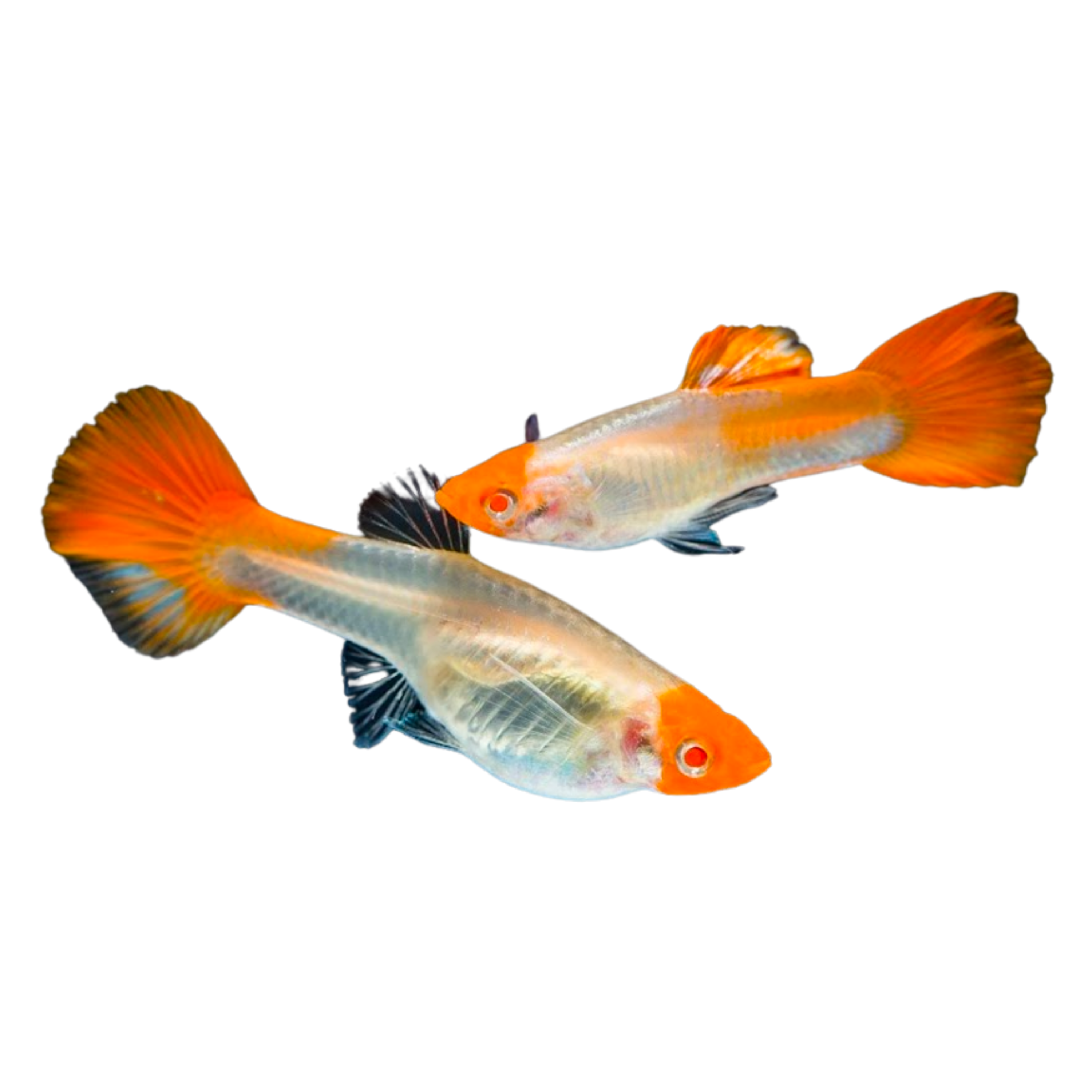 Koi Guppy