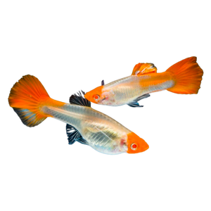 Koi Guppy