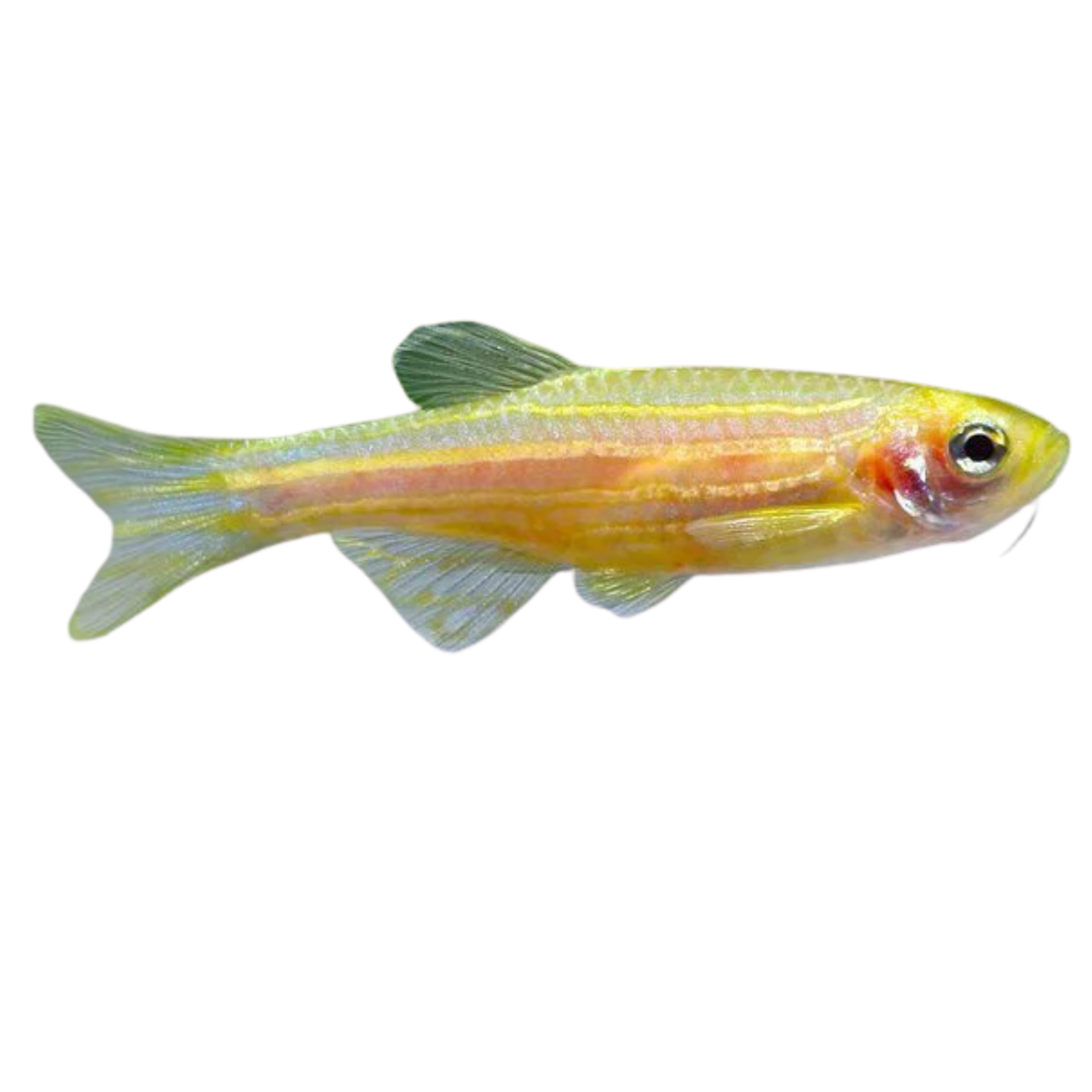 Danio Golden
