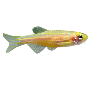 Danio Golden