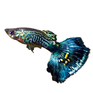 Blue Cobra Guppy