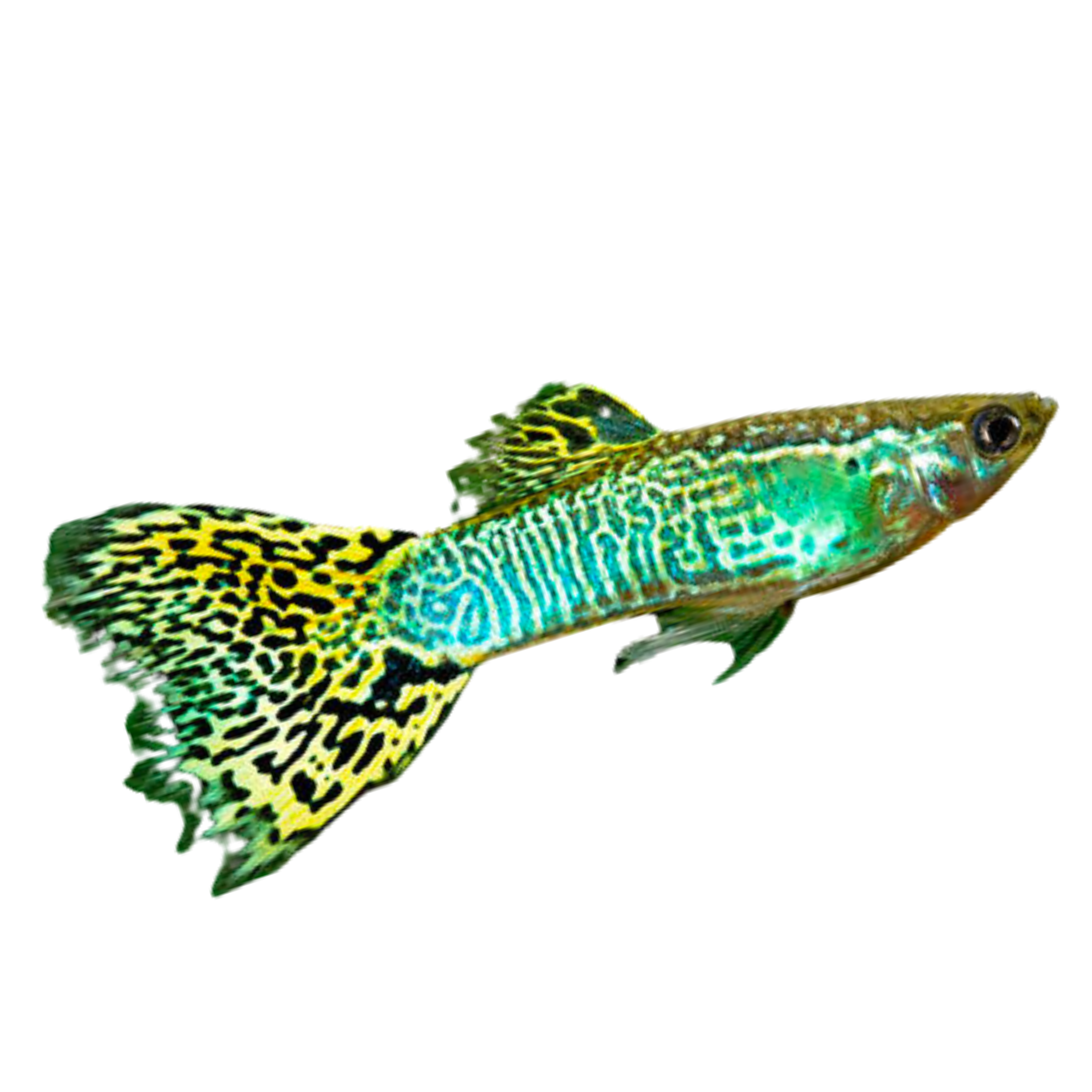 Green Cobra Guppy
