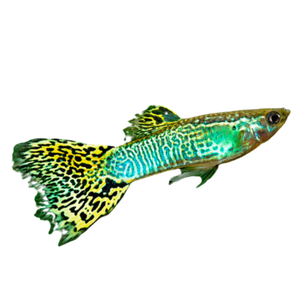 Green Cobra Guppy