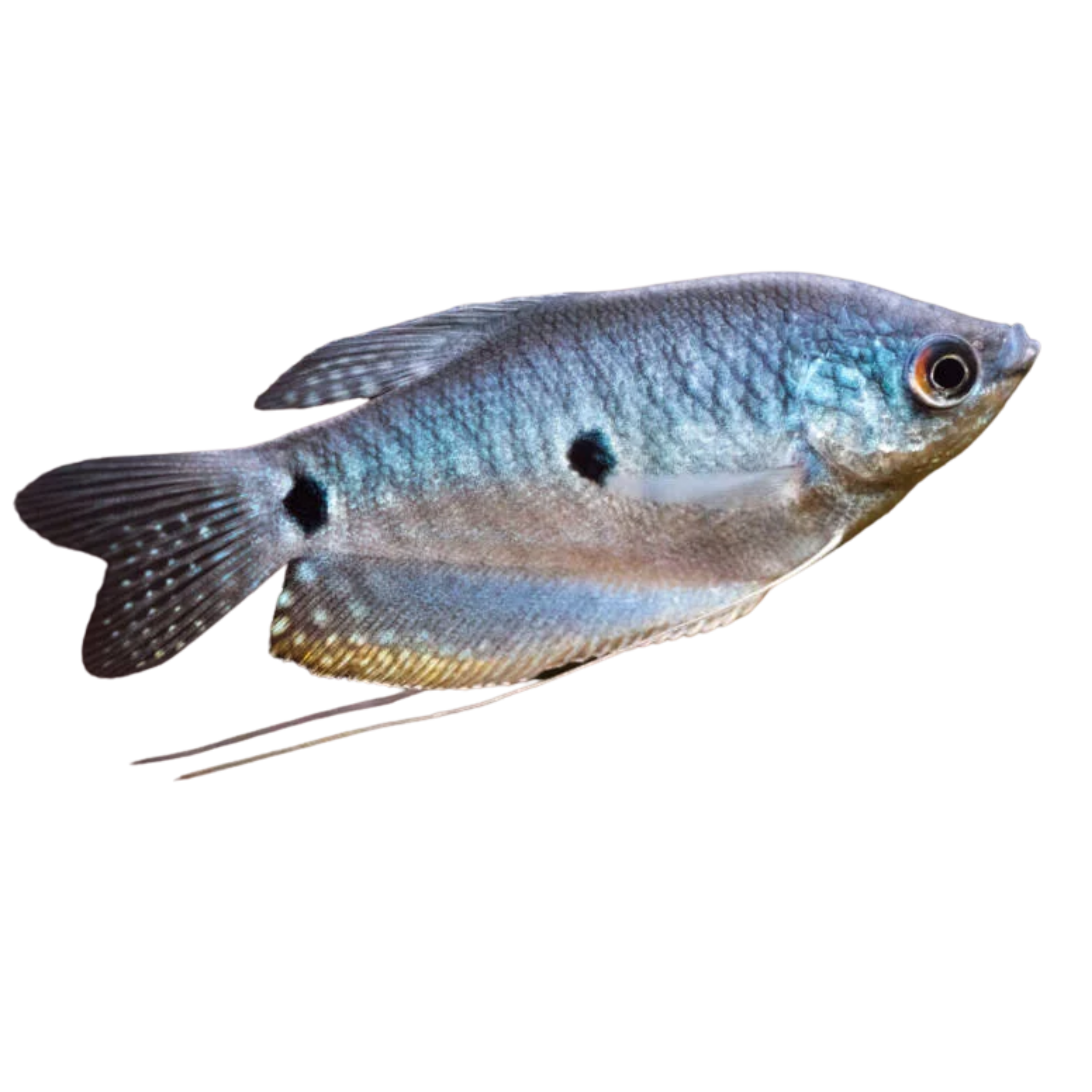 Marble Opaline Gourami