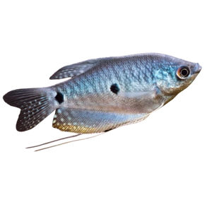 Marble Opaline Gourami