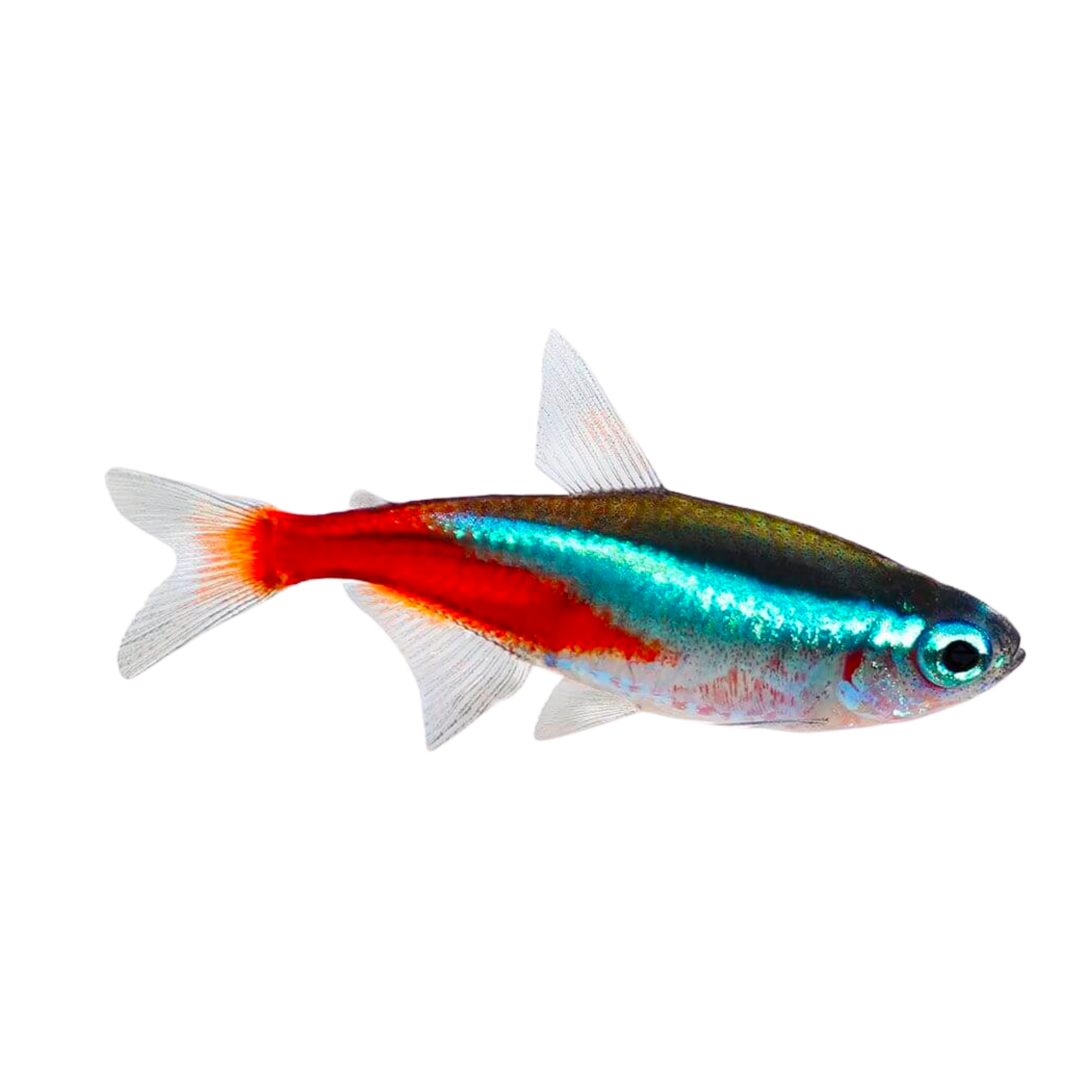 Neon Tetra