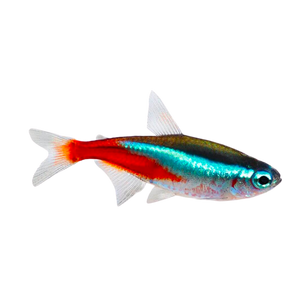 Neon Tetra