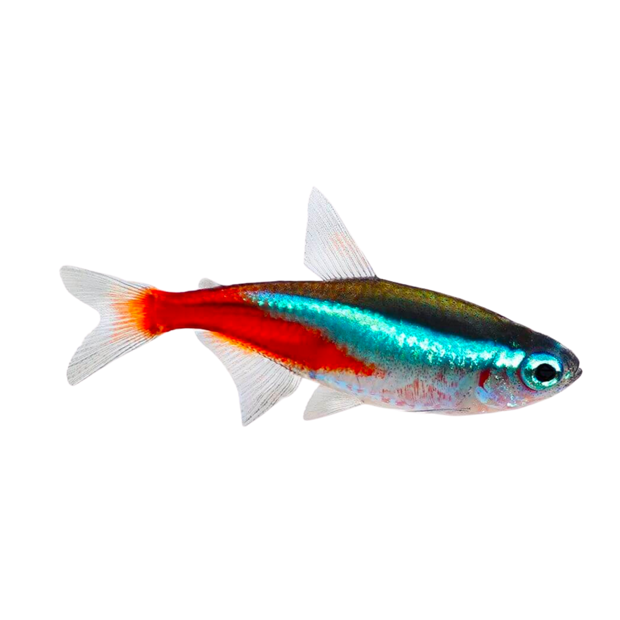 Freshwater Fish For Sale | Australia – Aura Aquarium