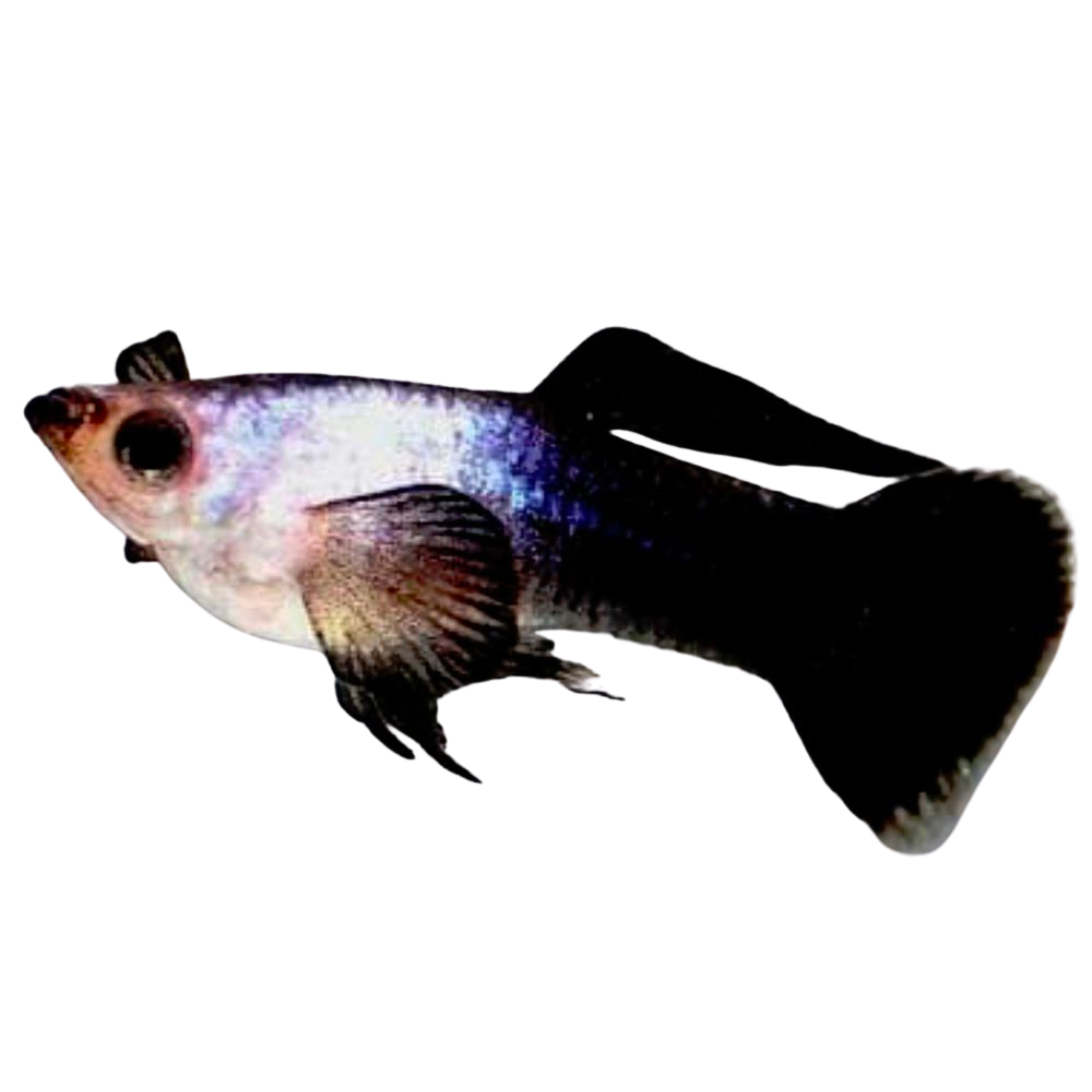 Panda Guppy