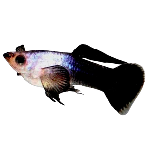 Panda Guppy