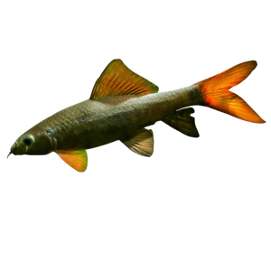 Red Tail Rainbow Shark