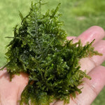 Load image into Gallery viewer, Christmas Moss
