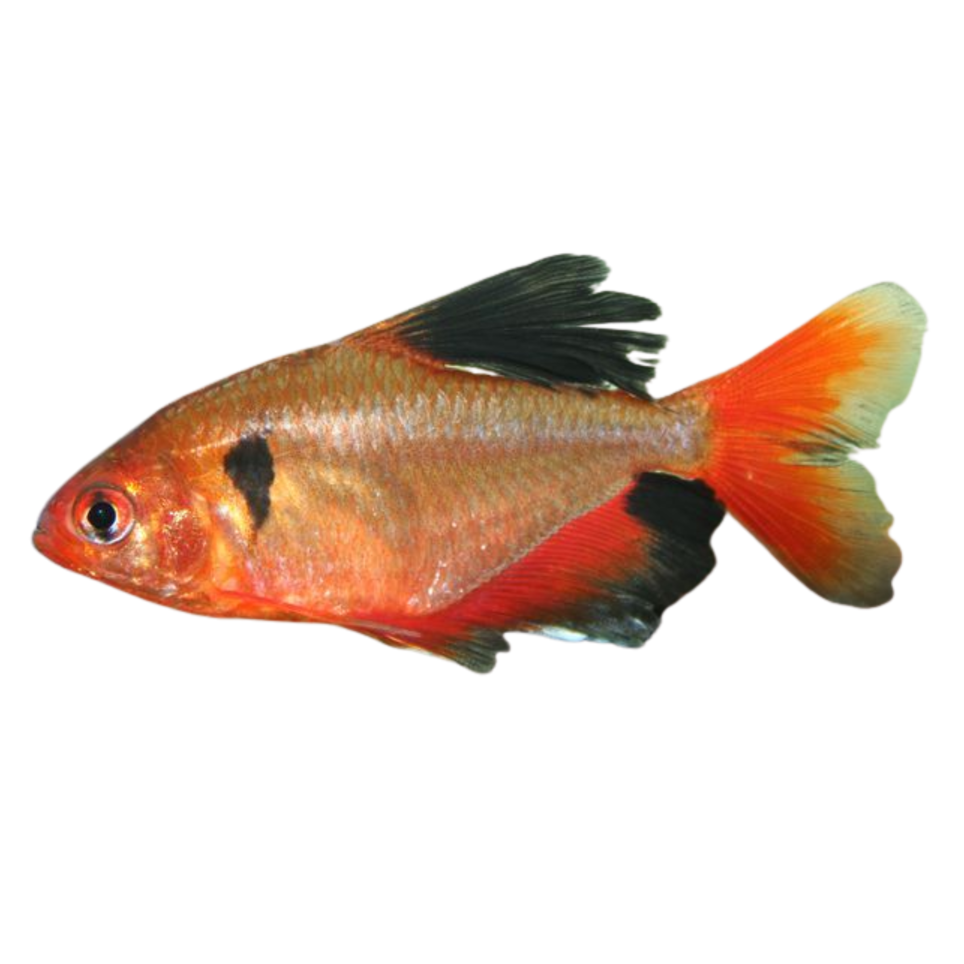 Serpae Veiltail Tetra