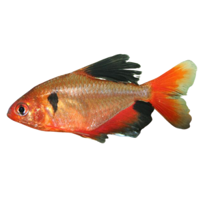 Serpae Veiltail Tetra