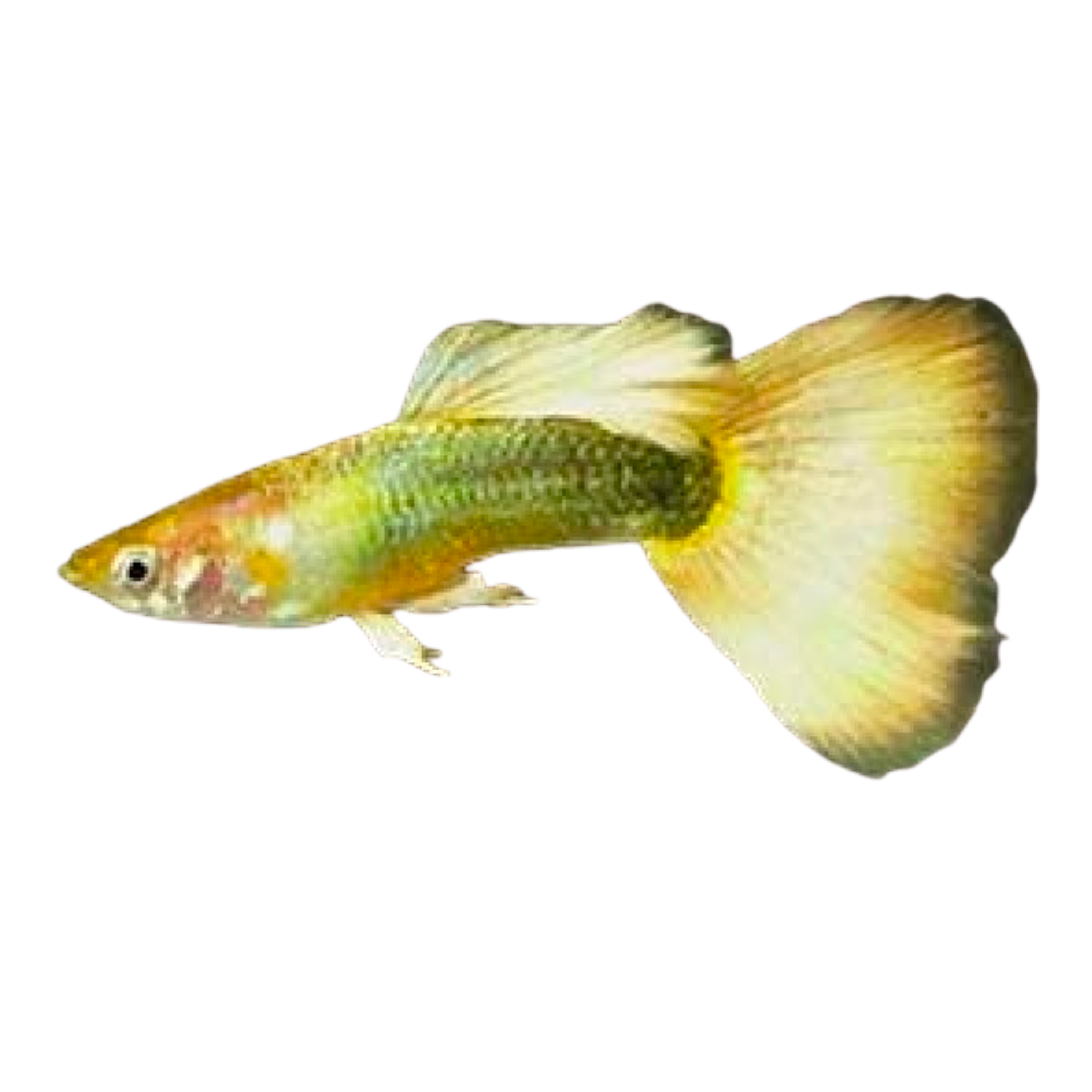 24k Gold Guppy