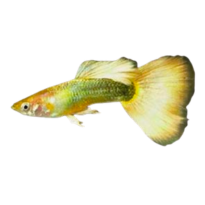 24k Gold Guppy