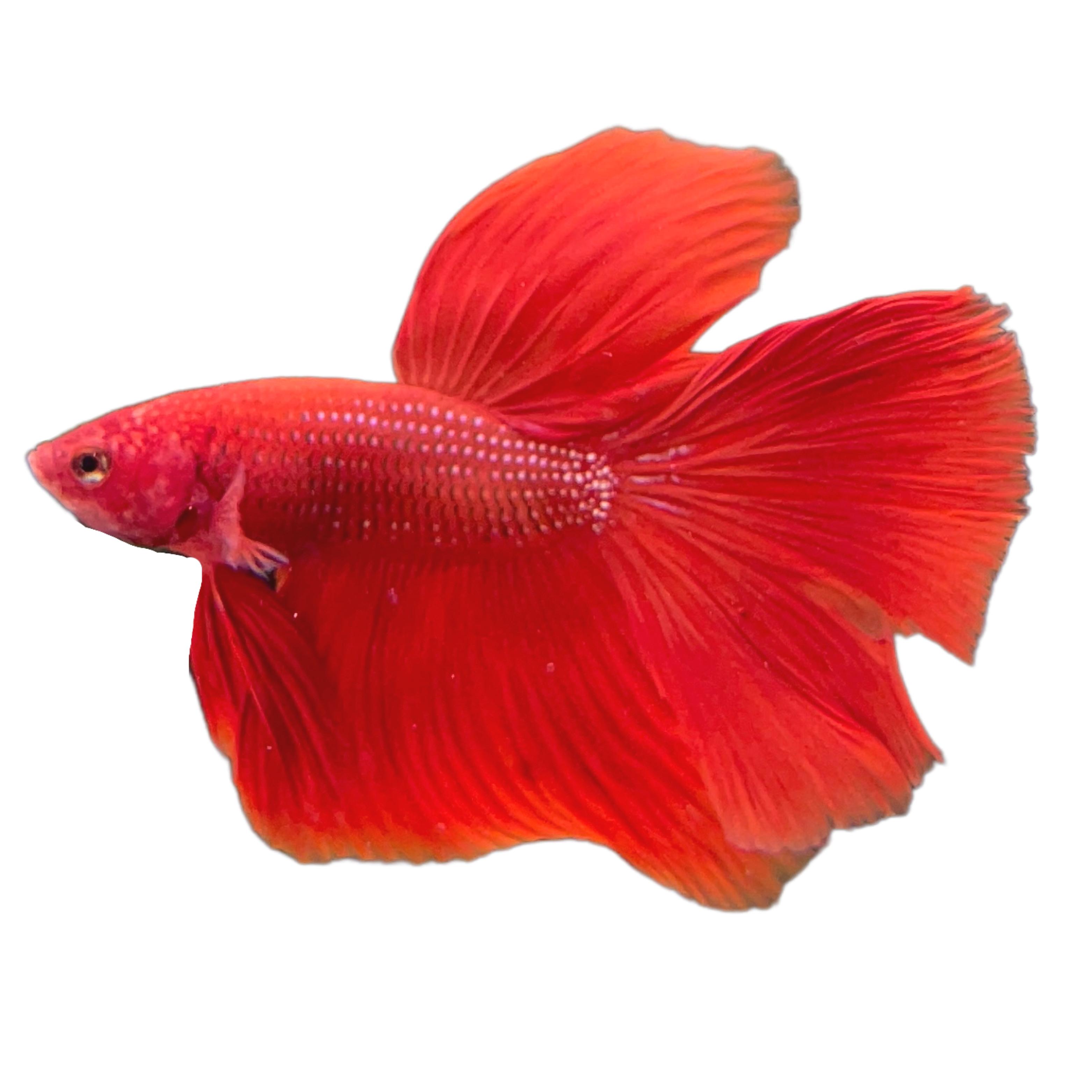 Halfmoon Super Red Betta