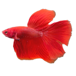 Load image into Gallery viewer, Halfmoon Super Red Betta
