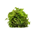 Load image into Gallery viewer, Weeping Moss
