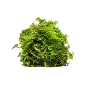 Weeping Moss